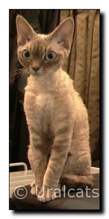 devon-rex