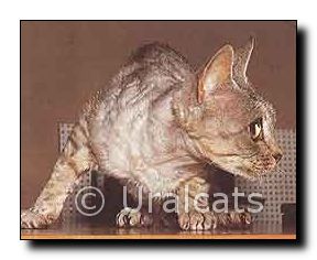 devon_rex1