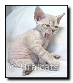 devonrex1