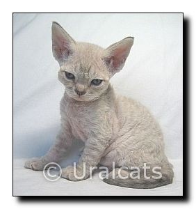 devonrex3