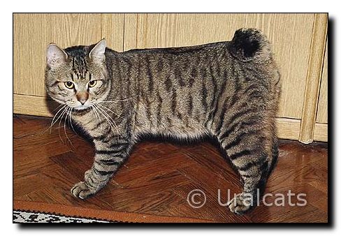http://uralcats.narod.ru/oldest/image_cats_all/kuril-bob/bigimages/mmm2.jpg